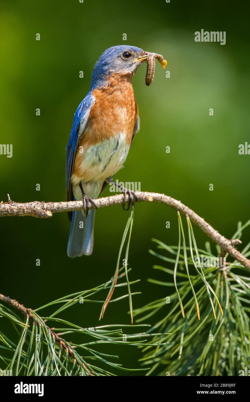 Insect eating birds hires stock photography and images Alamy