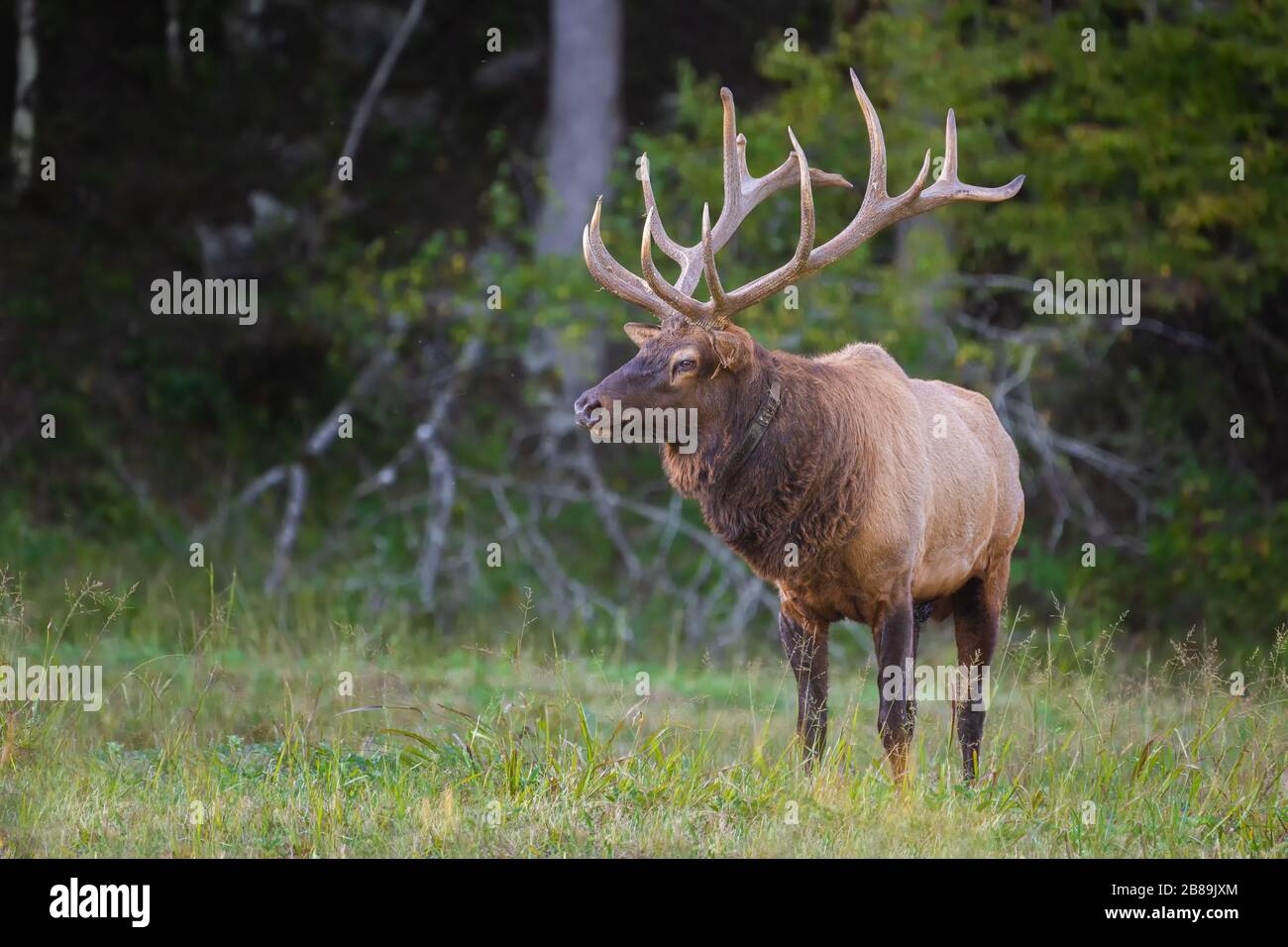A Bull Elk Pausing in a Field Stock Photo
