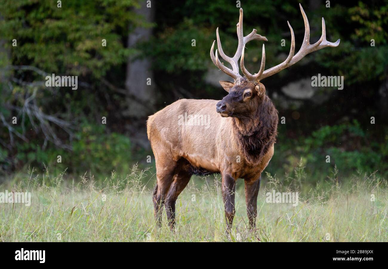 A Bull Elk Pausing in a Field Stock Photo