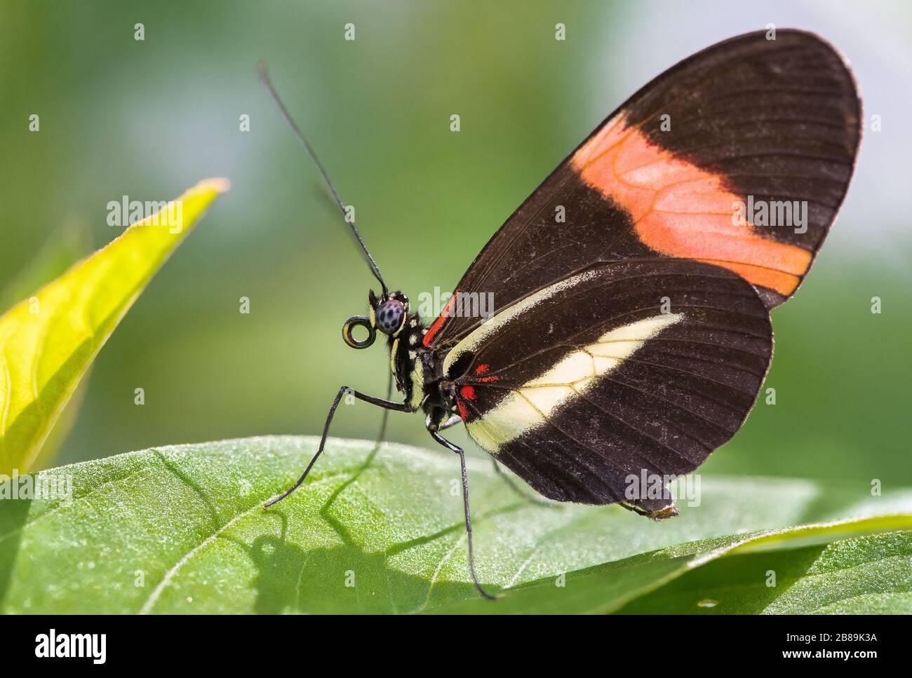 A Red Postman Butterfly Perched on a Leaf Stock Photo