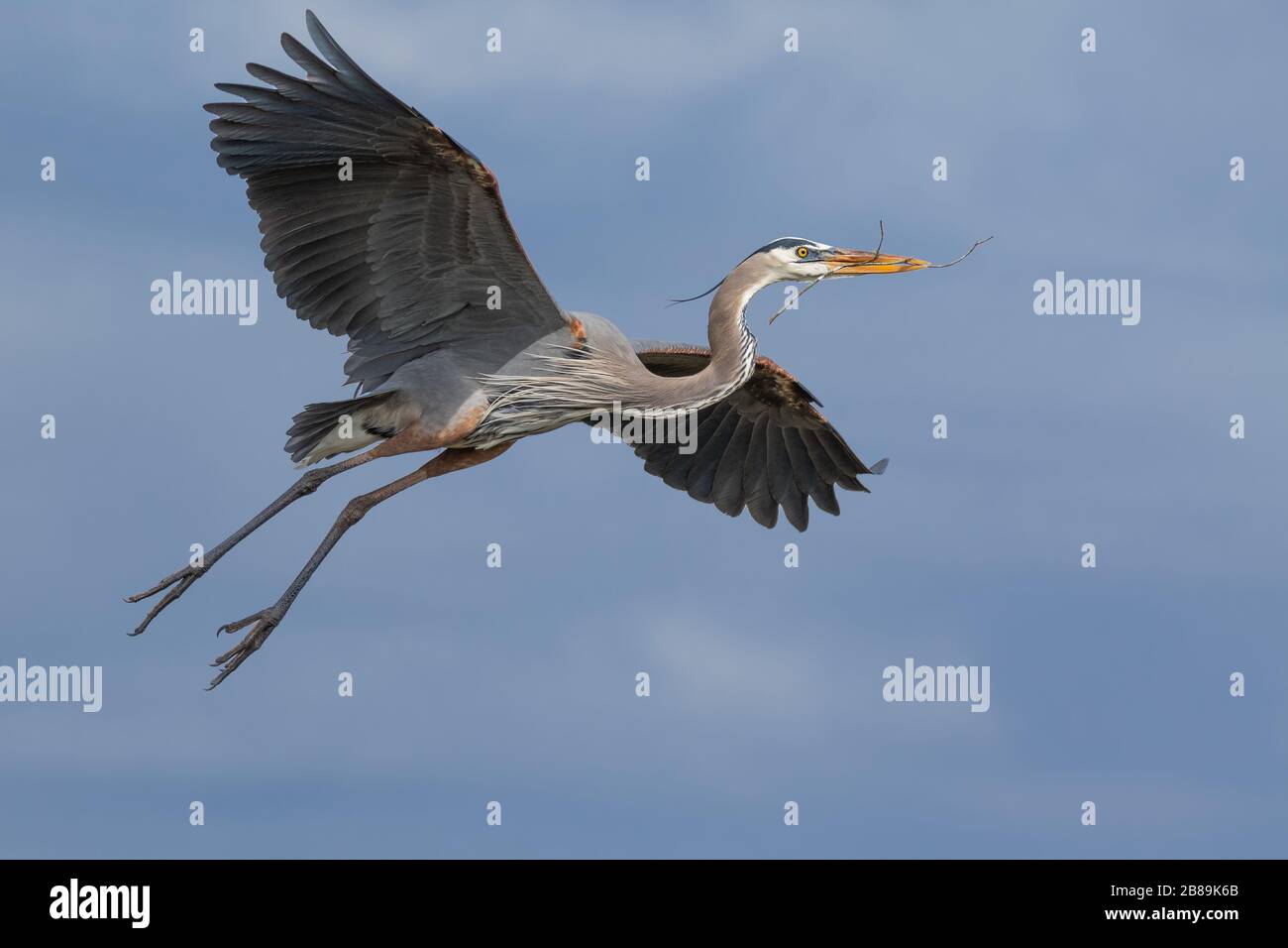 A Great Blue Heron Flying Stock Photo