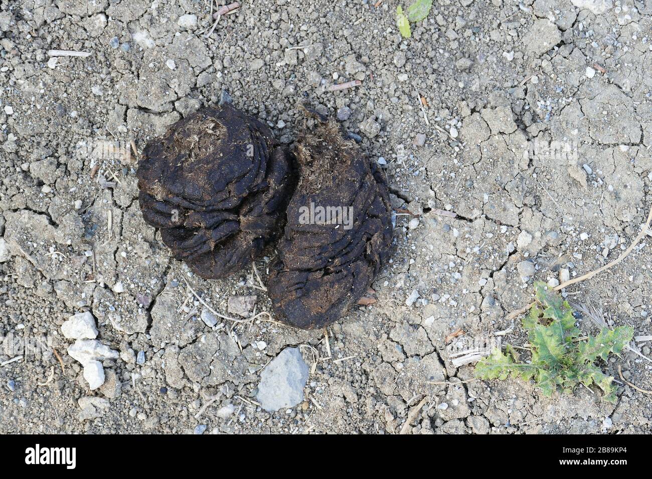 dried animal droppings, dry cow droppings Stock Photo Alamy