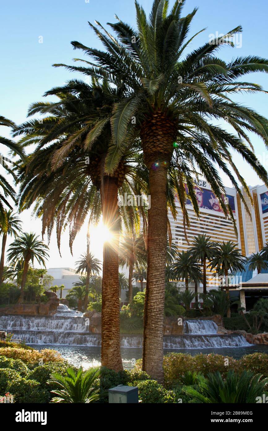 palm tress on the Las Vegas blvd Stock Photo