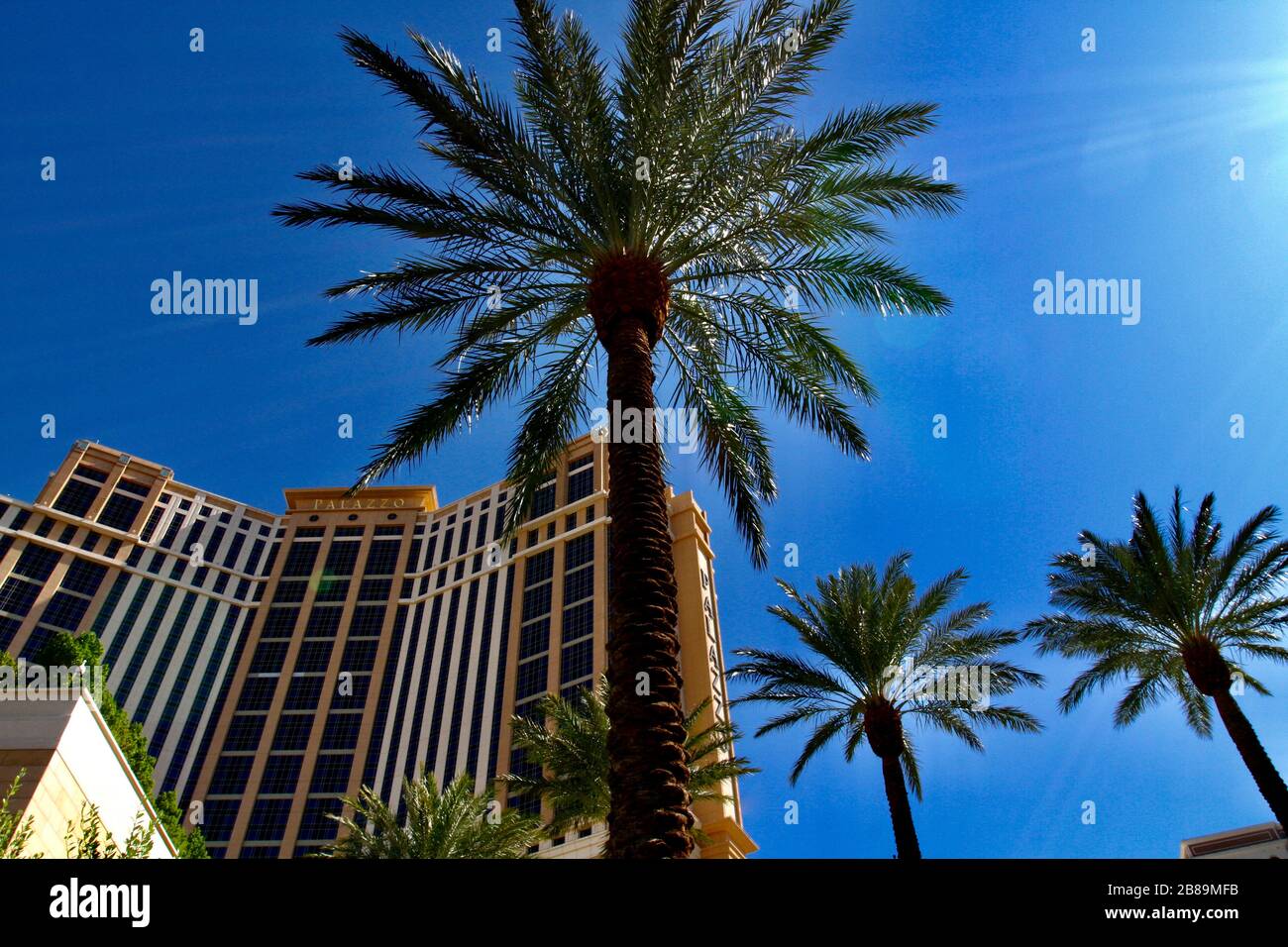 palm tress in this beautiful city Stock Photo