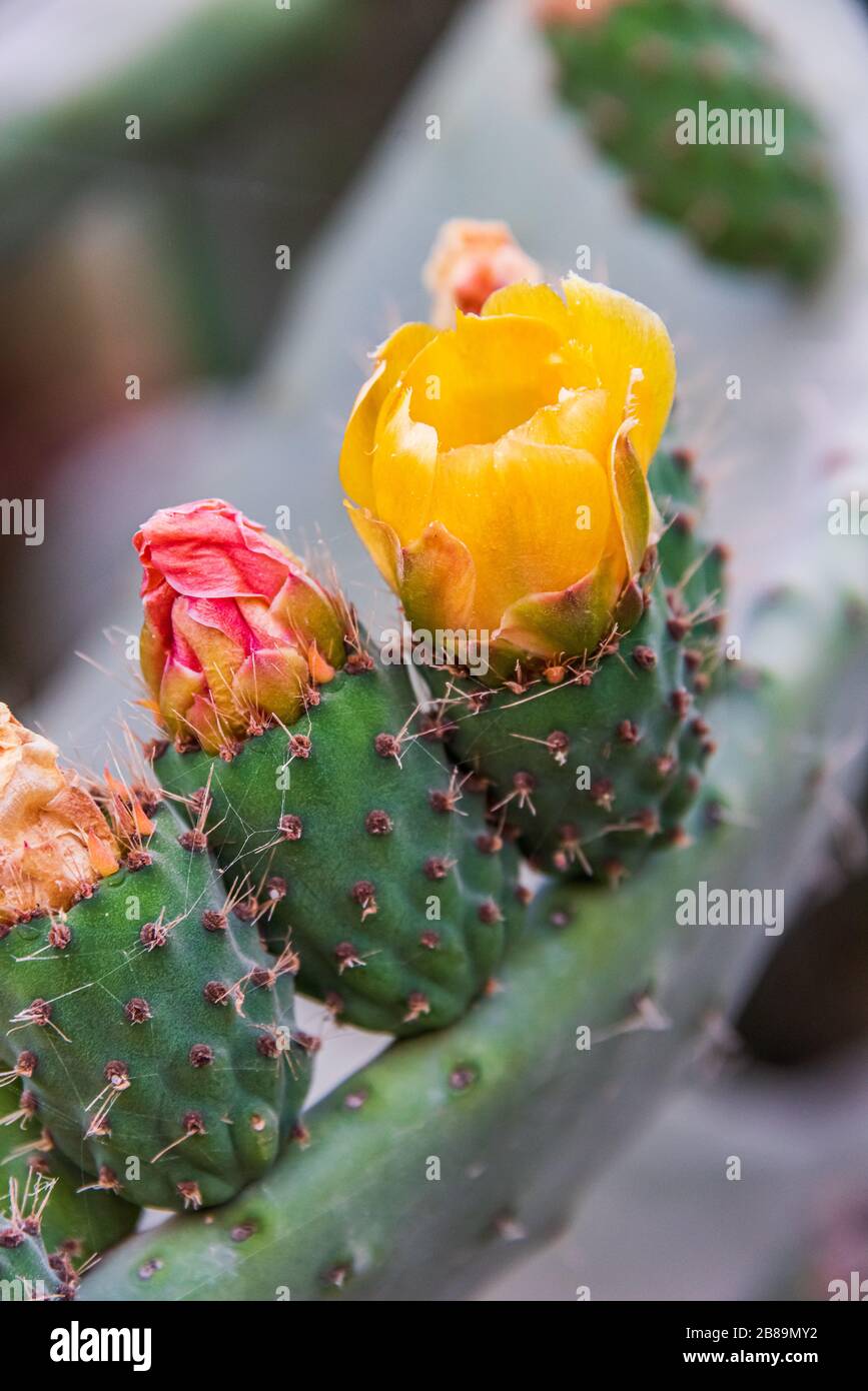 Two different colors of flowers on a prickly pear, a type of cactus Stock Photo