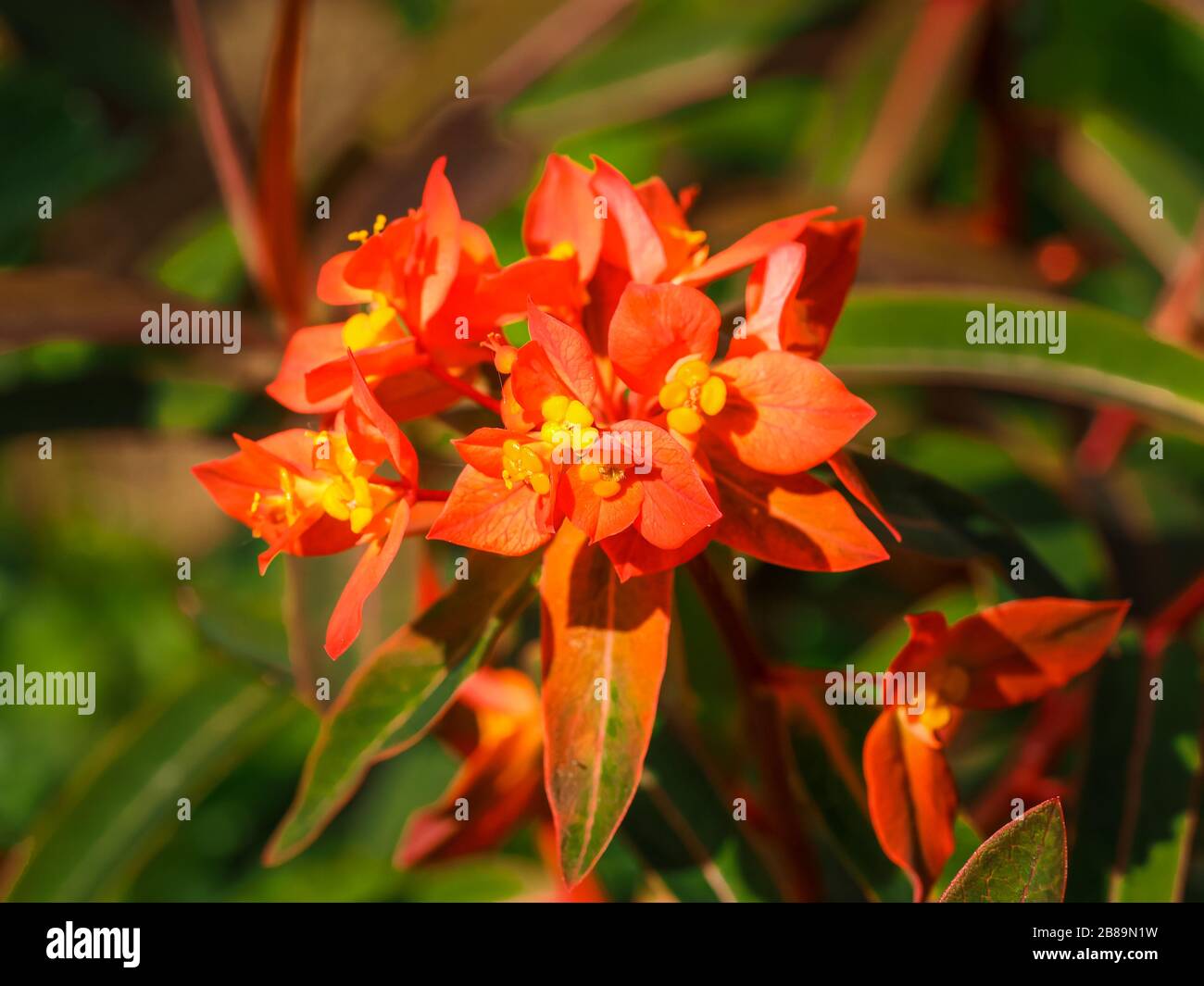 Bright Euphorbia griffithii Fireglow with orange bracts and yellow flowers Stock Photo