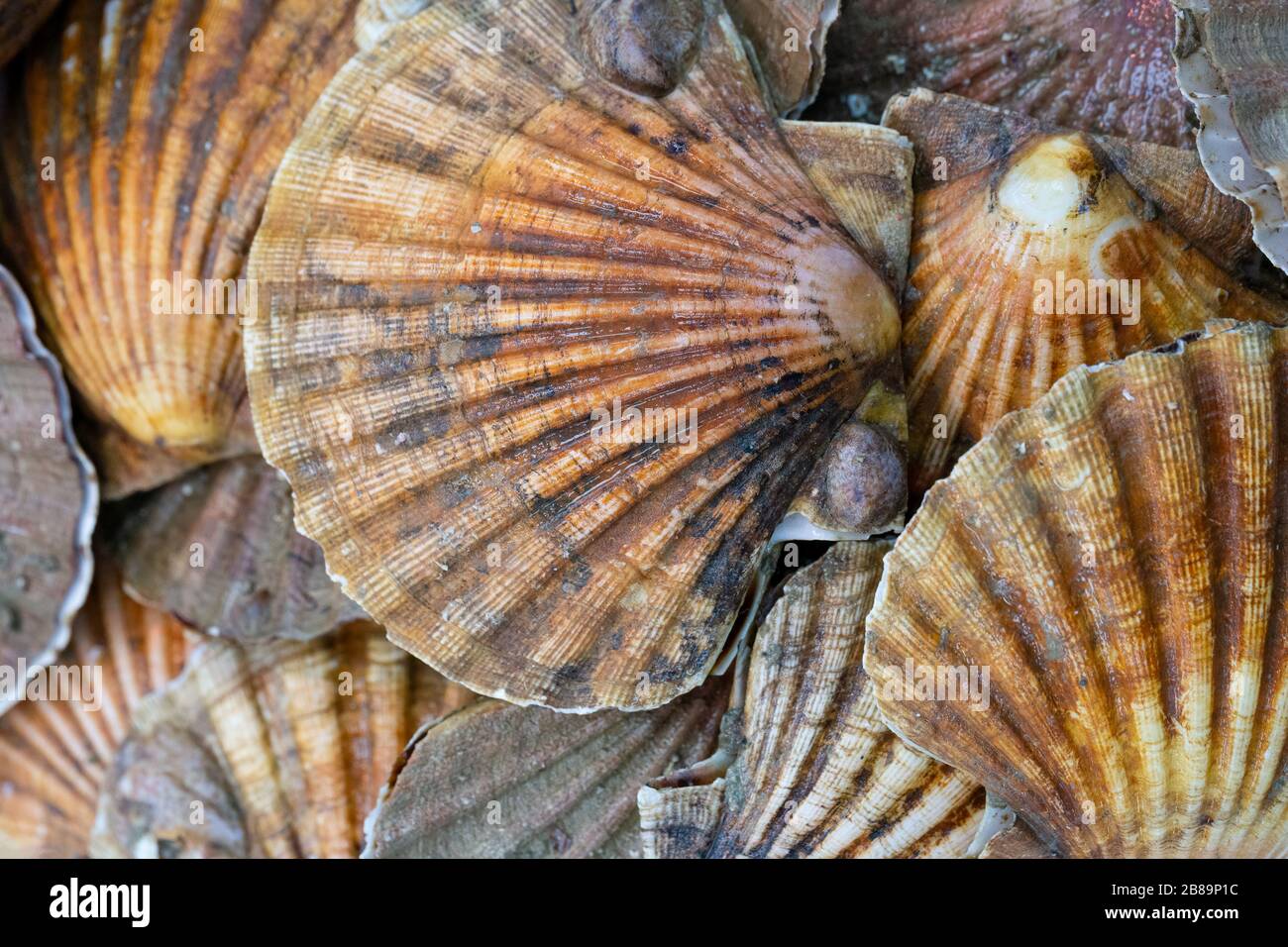 Pile of fresh scallops for sale at a London fishmongers Stock Photo