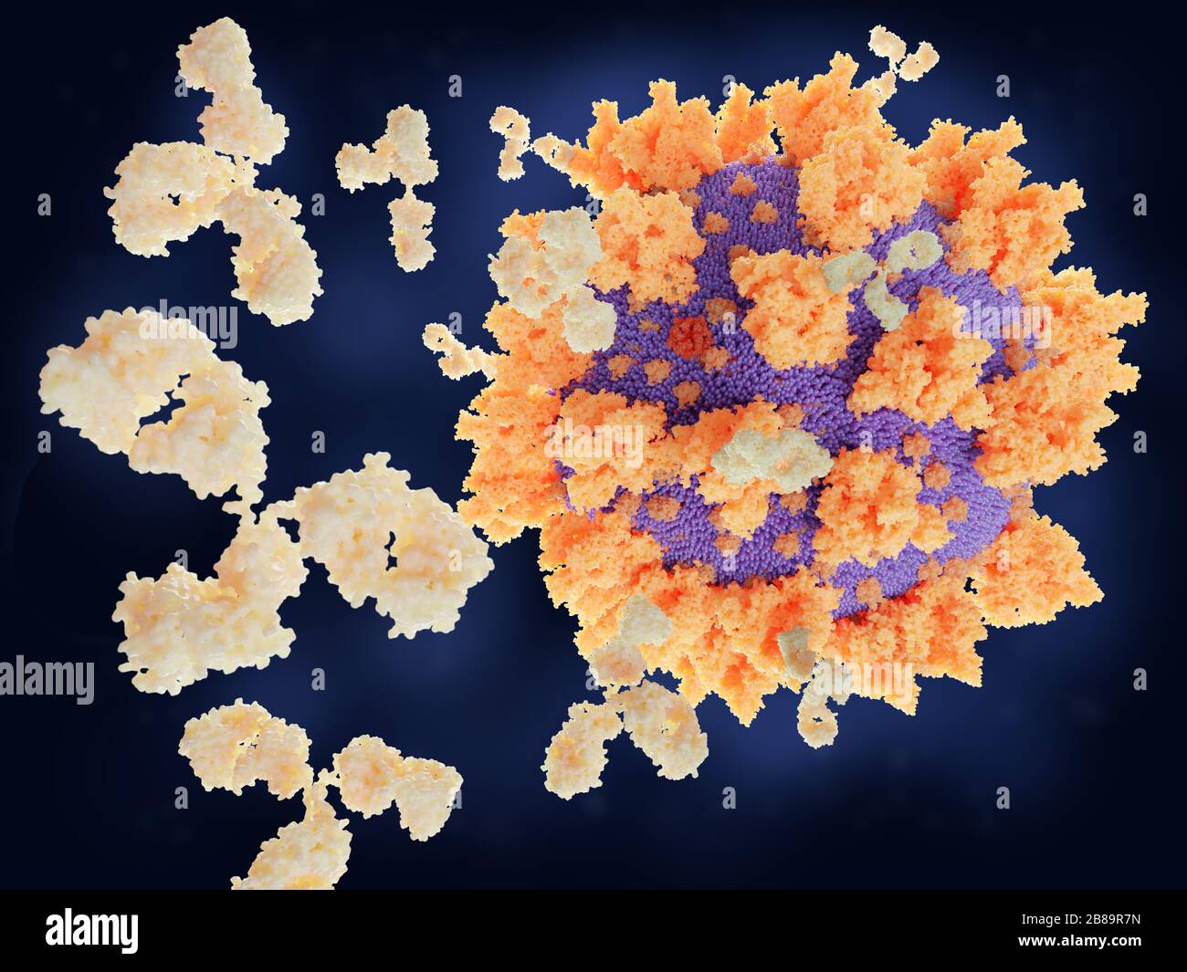 Antibodies responding to coronavirus particle, illustration Stock Photo