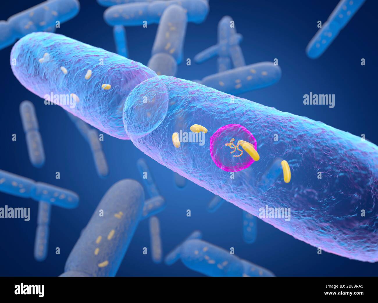 Bacillus subtilis bacteria illustration stock photo alamy