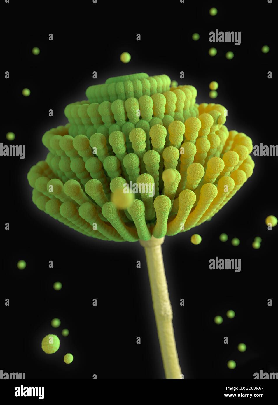 Aspergillus mould and spores, illustration Stock Photo