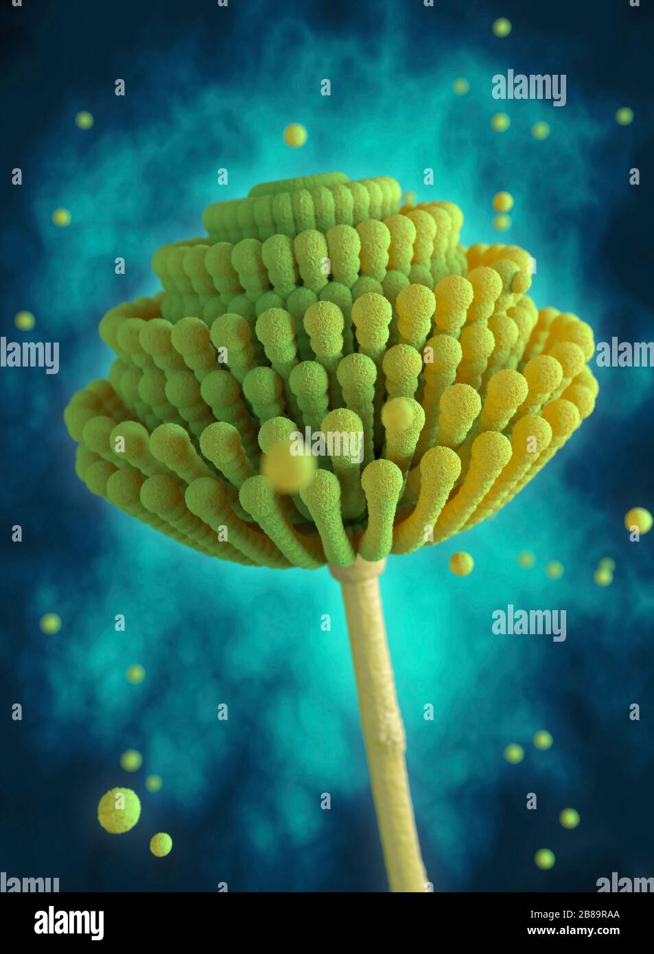 Aspergillus mould and spores, illustration Stock Photo