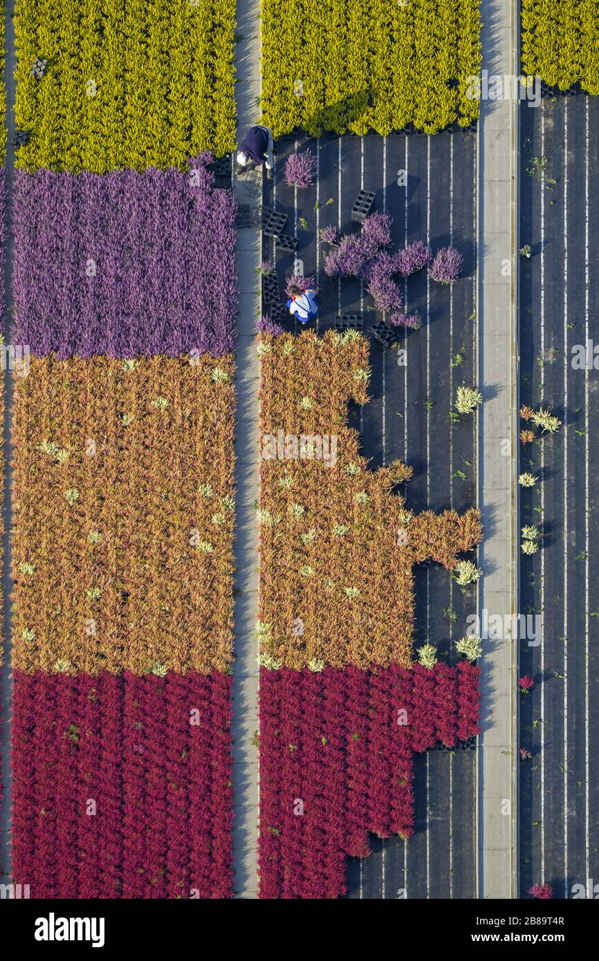 Common Heather, Ling, Heather (Calluna vulgaris), Rows of colorful flowers, fields in an ornamental plant operating in Schermbeck, 30.09.2013, aerial view, Germany, North Rhine-Westphalia, Ruhr Area, Schermbeck Stock Photo