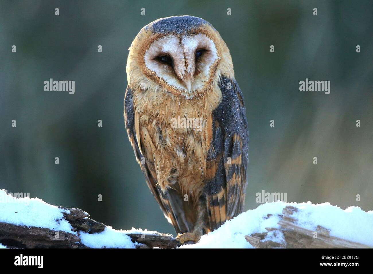 Barn owl (Tyto alba), sits on a trunk in winter, Czech Republic Stock Photo