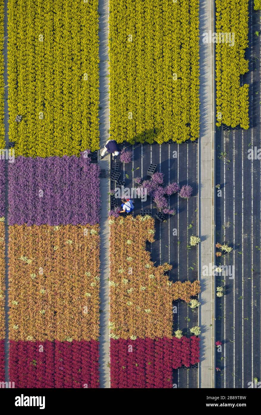 Common Heather, Ling, Heather (Calluna vulgaris), Rows of colorful flowers, fields in an ornamental plant operating in Schermbeck, 30.09.2013, aerial view,, Germany, North Rhine-Westphalia, Ruhr Area, Schermbeck Stock Photo