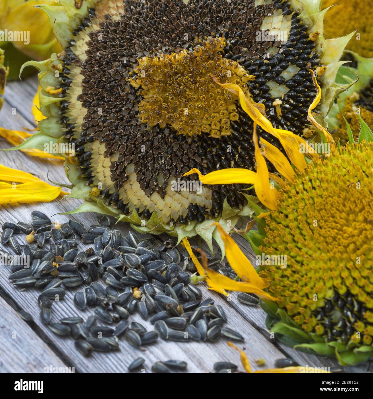 common sunflower (Helianthus annuus), flowerheads lying together with sunflower seeds on a wooden table, Germany Stock Photo