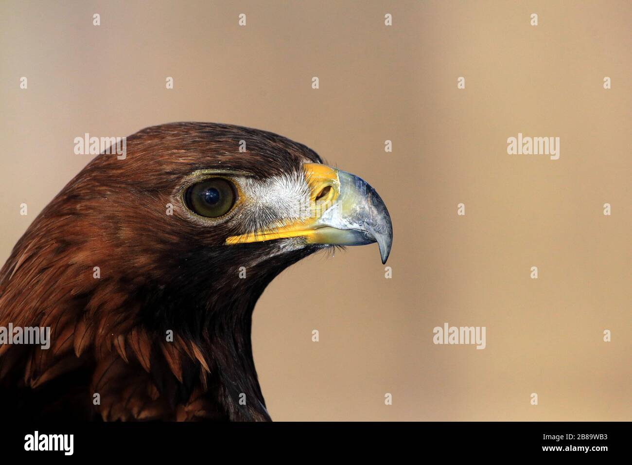 golden eagle (Aquila chrysaetos), portrait, Czech Republic Stock Photo