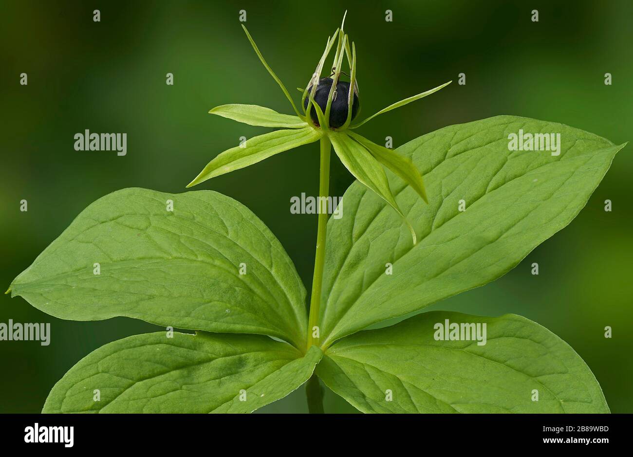 Herb Paris (Paris quadrifolia), flower, Germany, Bavaria, Murnauer Moos Stock Photo