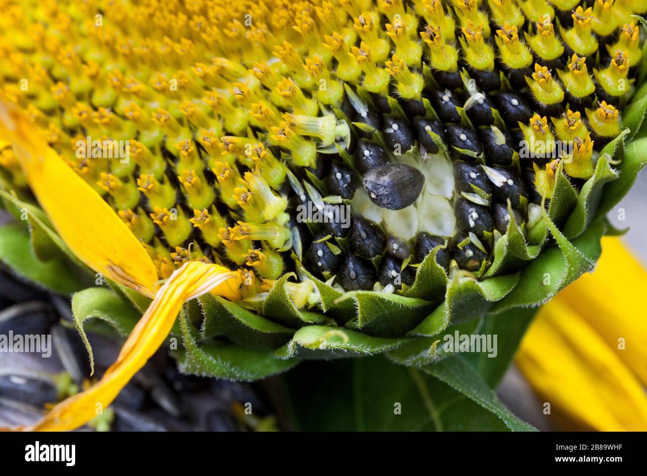 common sunflower (Helianthus annuus), flowerheads with sunflower seeds , Germany Stock Photo