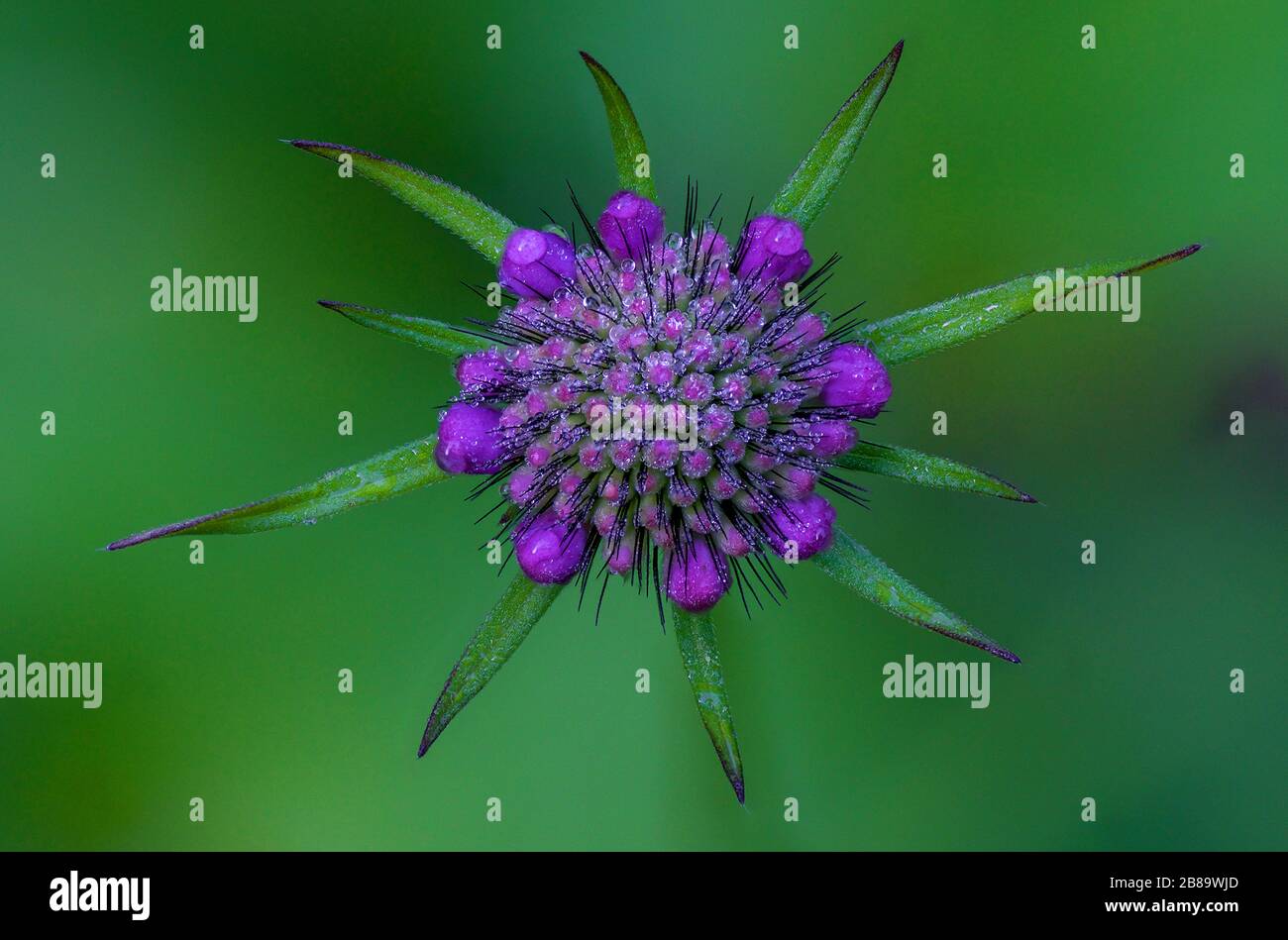 blue button, field scabious (Knautia arvensis), top view onto the inflorescence, Germany, Bavaria Stock Photo