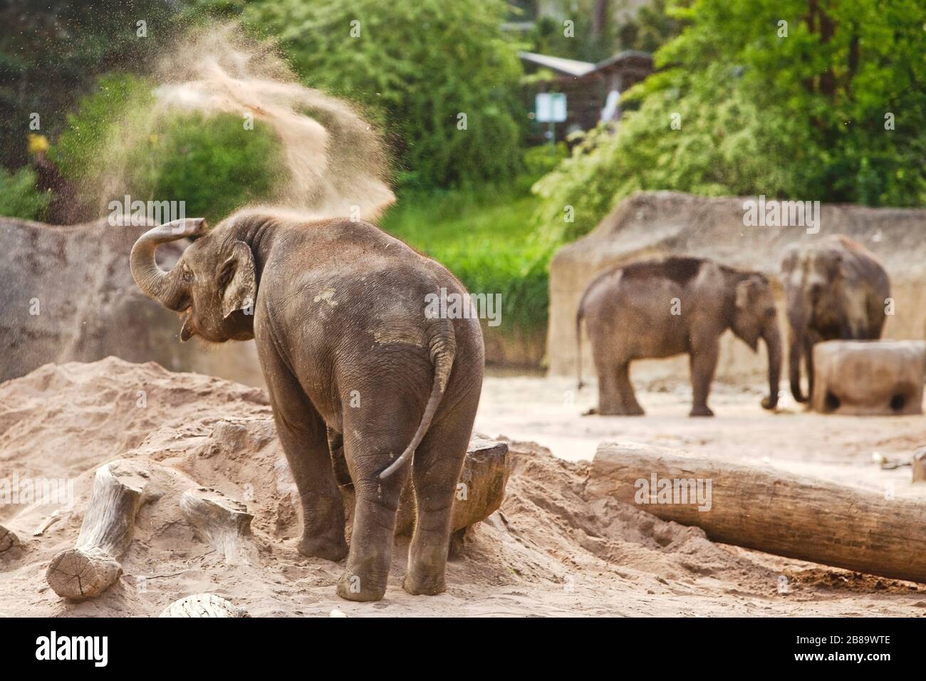 Asiatic elephant, Asian elephant (Elephas maximus), at the zoo Stock Photo