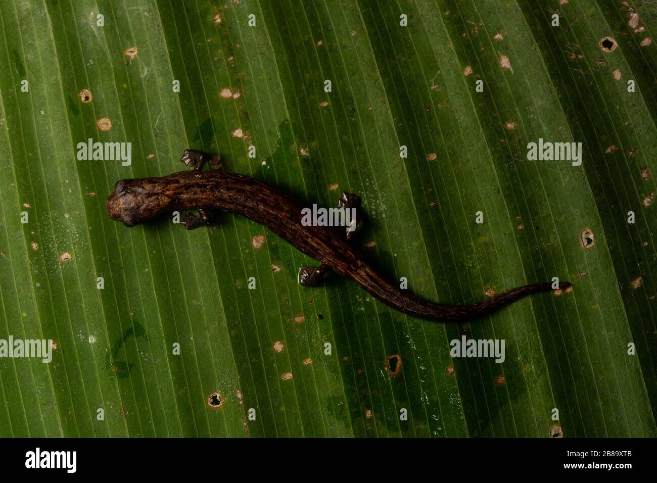 Peru Mushroom-tongued Salamander (Bolitoglossa peruviana) from the Peruvian Amazon. Stock Photo
