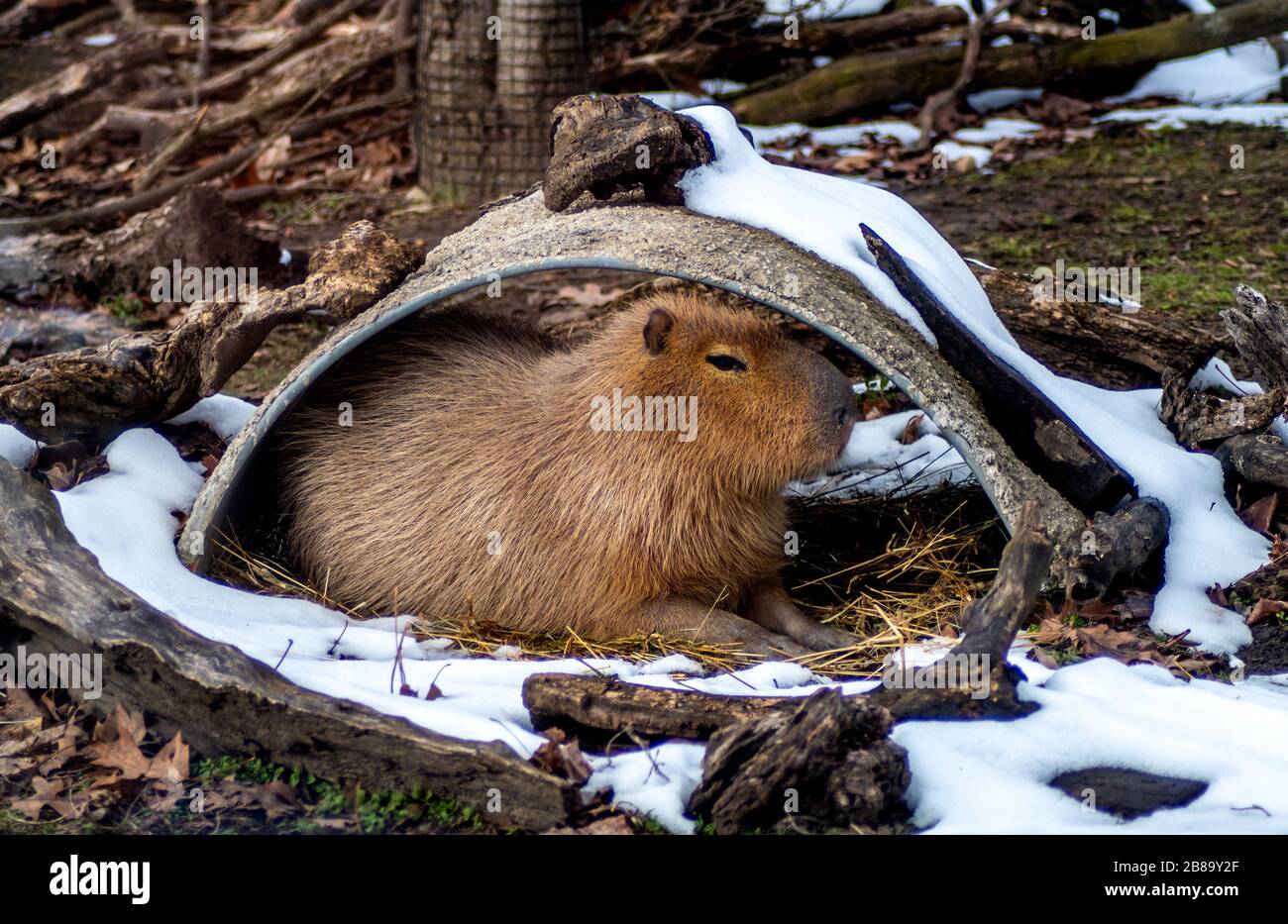 A Capybara is the largest rodent in south america. This one relaxes in an outdoor house at a zoo. Stock Photo
