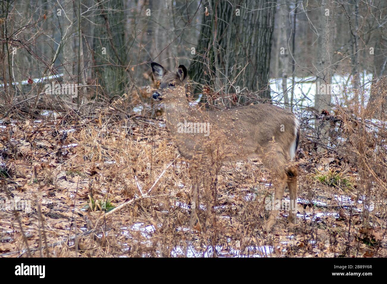 A single brown doe stands still in a wintery woods, almost hiding in plain sight as she blends in to the trees and leaves Stock Photo