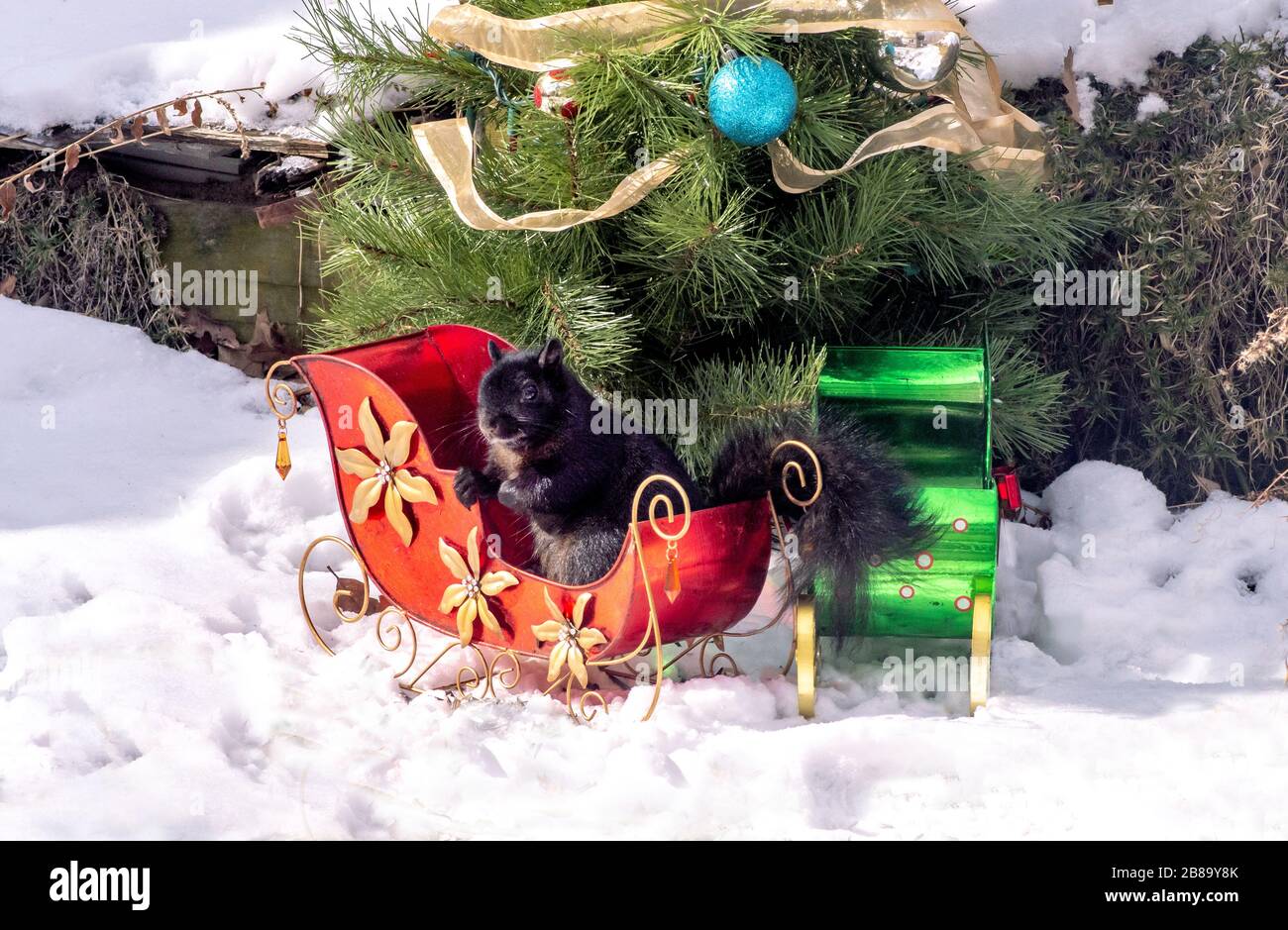 A furry black squirrel poses in an outdoor Christmas display with small sleighs and a decorated Christmas tree Stock Photo