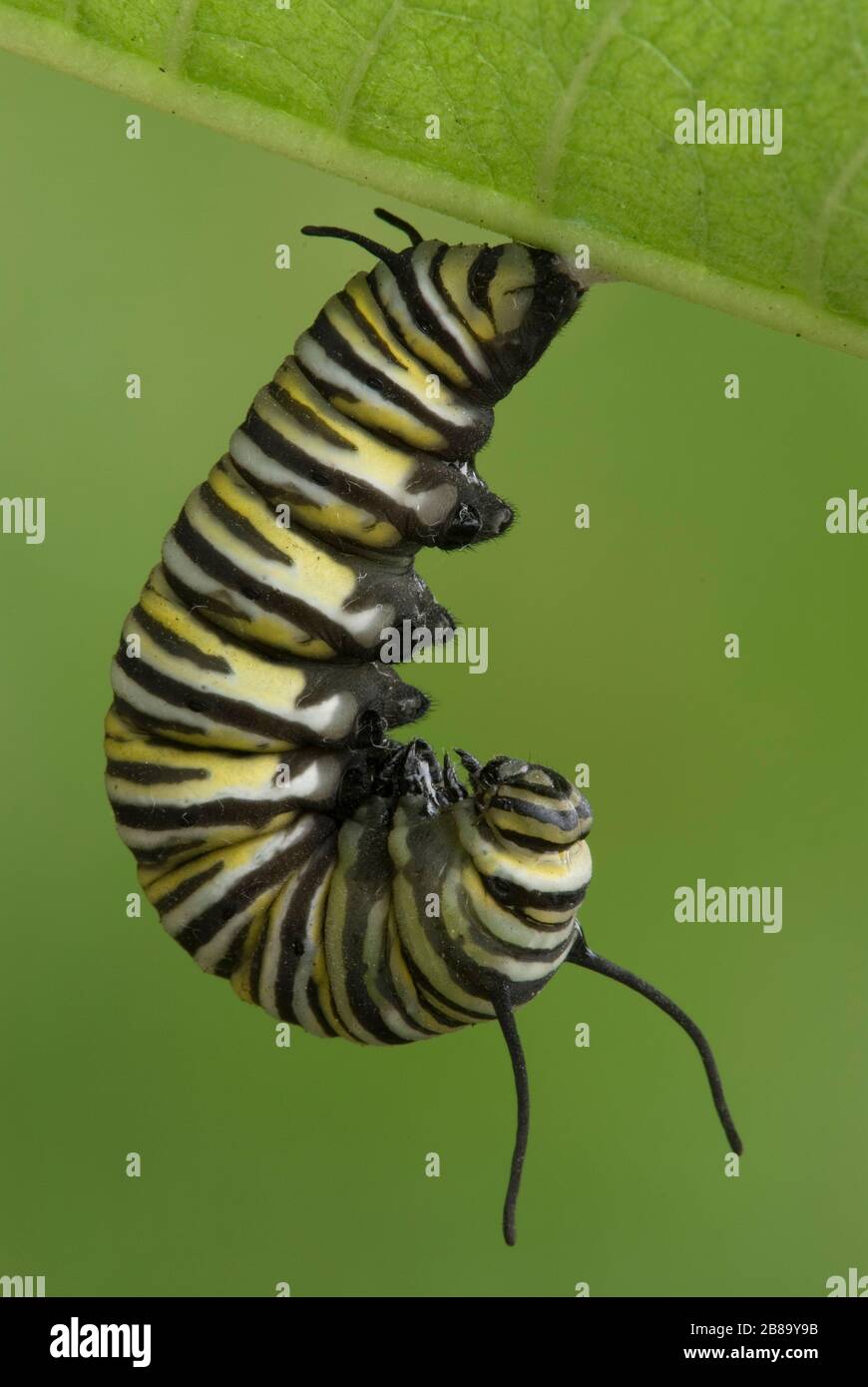 Monarch Butterfly caterpillar readying to change to chrysalis stage of metamorphosis (Danaus plexippus), J position, E. North America, by Skip Moody/D Stock Photo