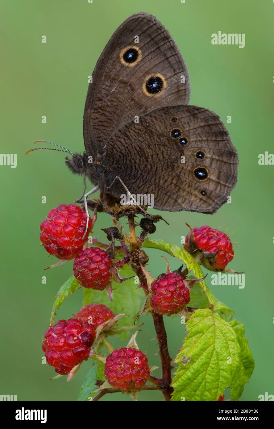 Large Wood Nymph butterfly (Cercyonis pegala) feeding on Wild Raspberries,  E United States, by Skip Moody/Dembinsky Photo Assoc Stock Photo