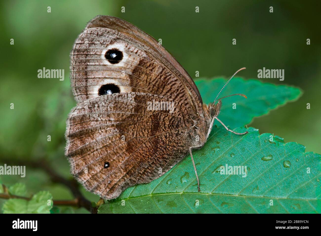 Common Wood-Nymph Butterfly (Cercyonis pegala), Eastern USA, by Skip Moody/Dembinsky Photo Assoc Stock Photo
