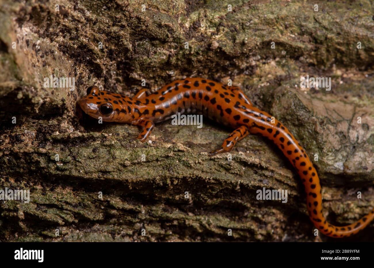 Cave Salamander (Eurycea lucifuga) from Union County, Illinois, United States Stock Photo Alamy