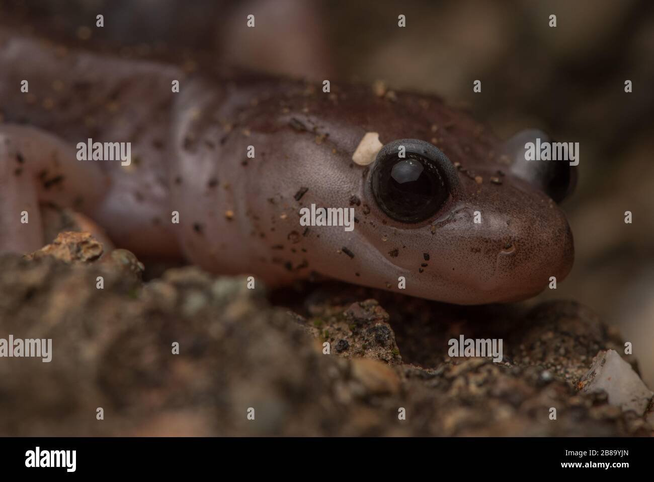 An arboreal salamander (Aneides lugubris) from the Bay area of