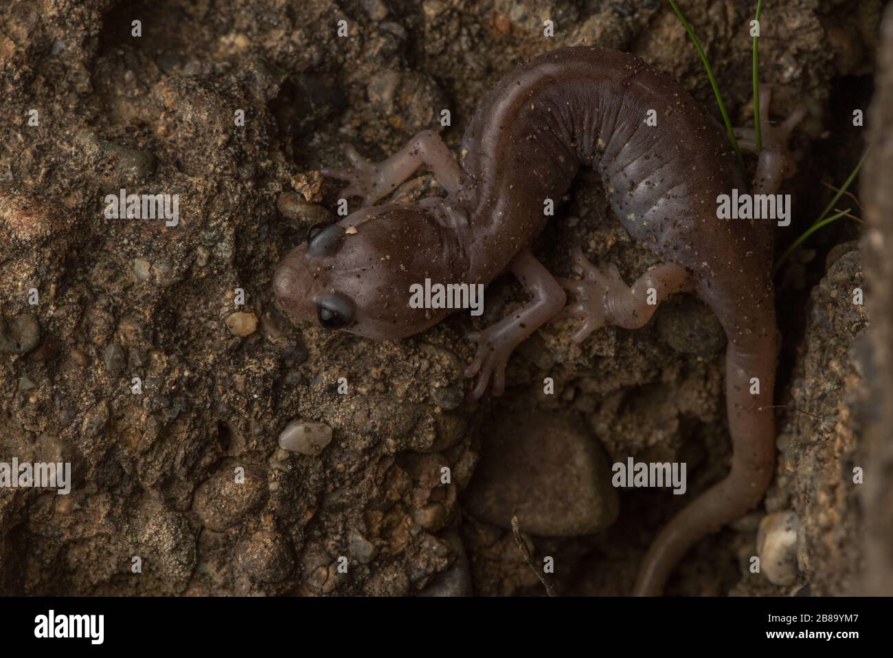 An arboreal salamander (Aneides lugubris) from the Bay area of