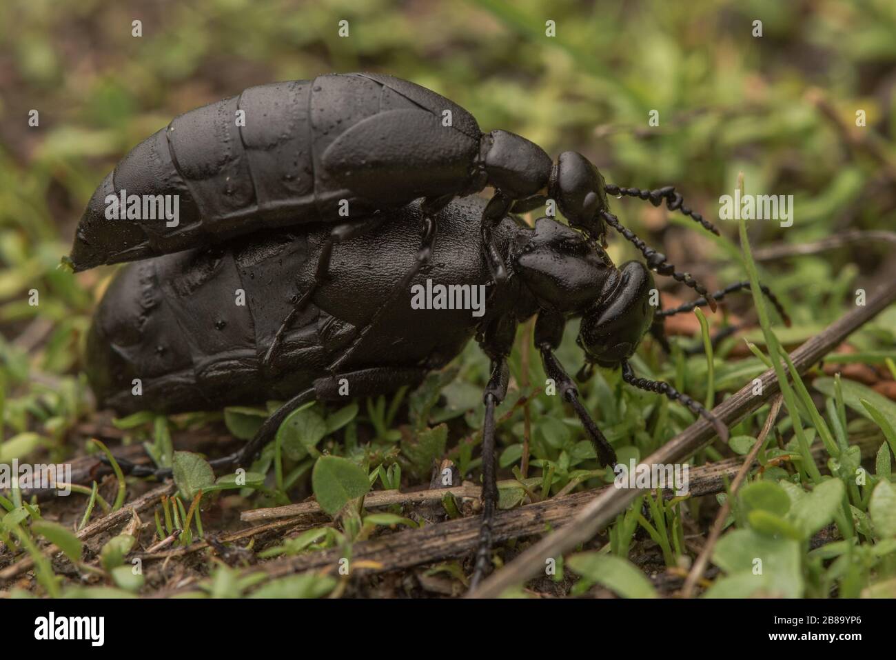 Oil beetles hires stock photography and images Alamy
