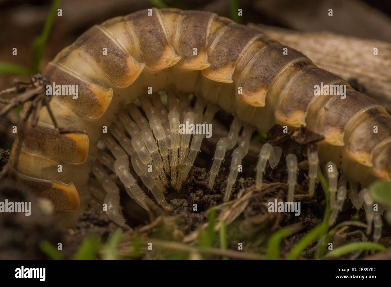 A millipede (Xystocheir dissecta) in the family Xystodesmidae from the Bay area of California, the species is endemic to CA. Stock Photo