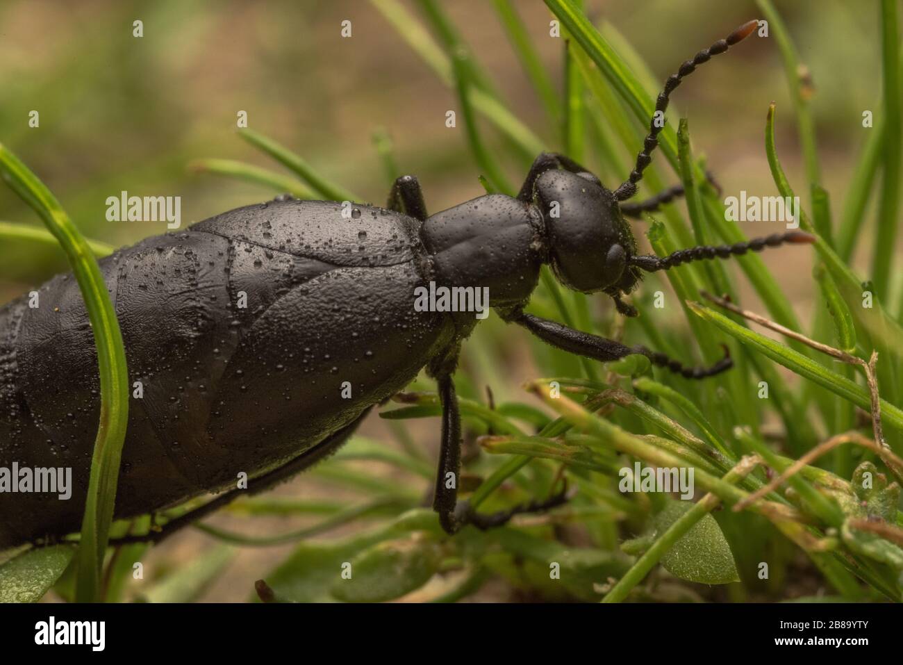 Toxic oil beetles (Meloe strigulosus) from the Bay area of CA. These