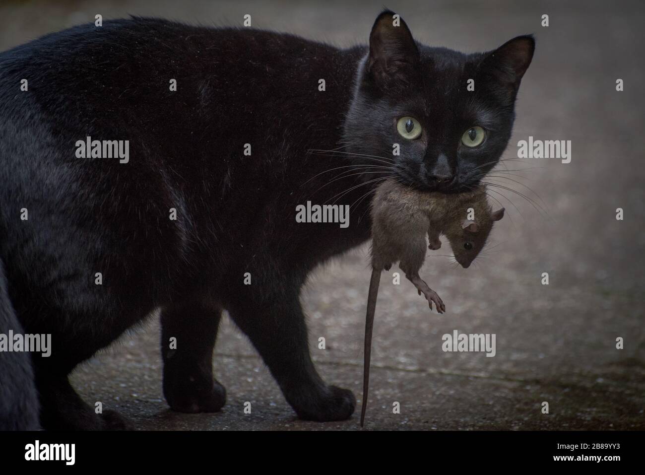 Hunting for rat hires stock photography and images Alamy