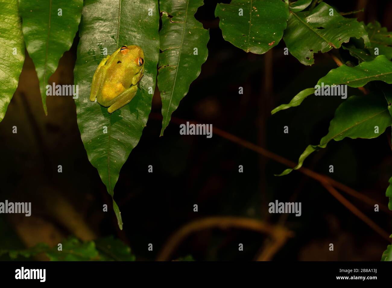 Rough-skinned Green Treefrog (Boana cinerascens) from the Peruvian ...