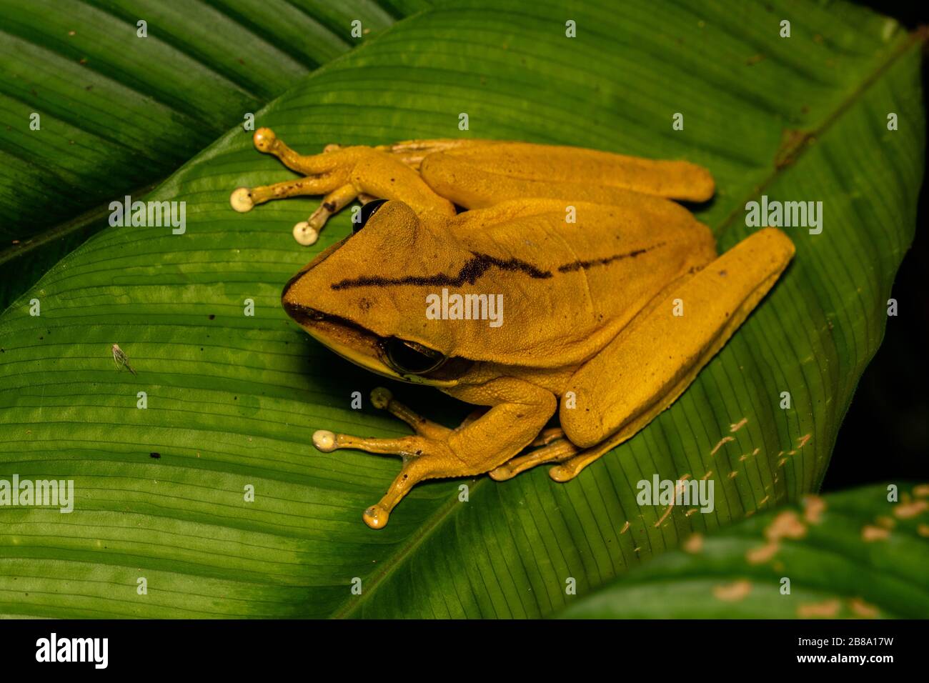 Rocket Treefrog (Boana lanciformis) from the Peruvian Amazon Stock ...