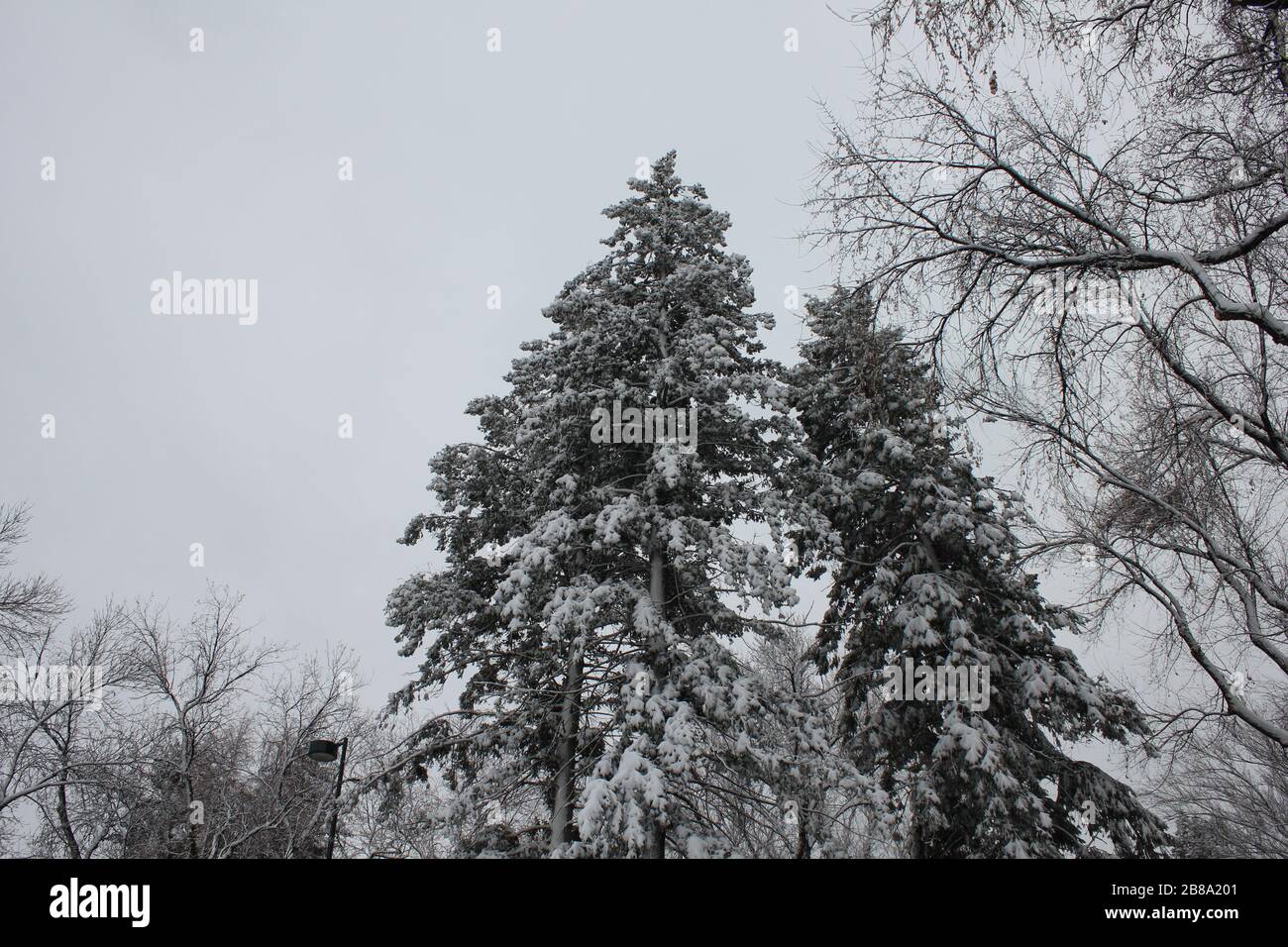 Denver trees hi-res stock photography and images - Alamy