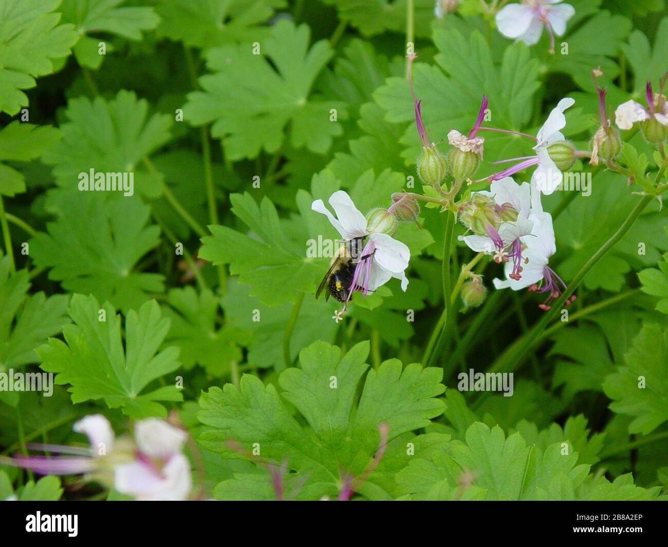 Page 2 Lemay High Resolution Stock Photography And Images Alamy