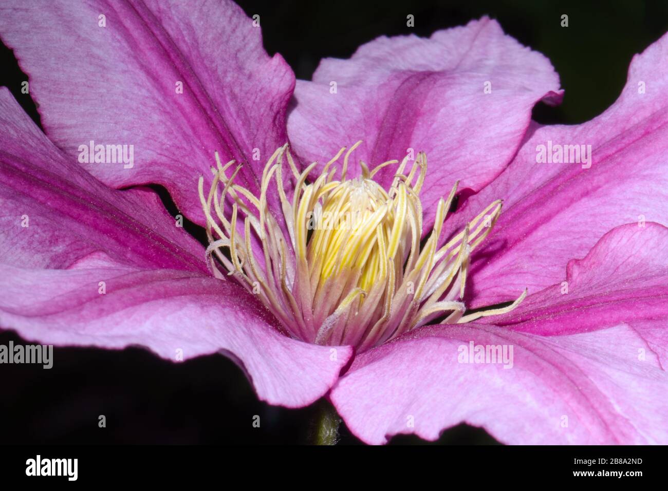 Brilliant two-tone pink, full frame image of flower with long yellow stamen. Stock Photo