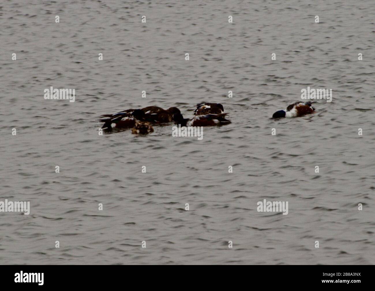 Shoveler Ducks feeding on Lindsey City Park Public Fishing Lake, Canyon, Texas. Stock Photo