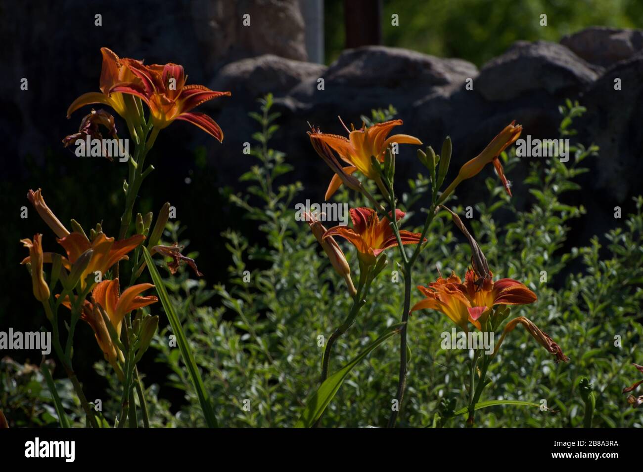 Spring Flowers at Lindsey City Park, Canyon, Texas Stock Photo