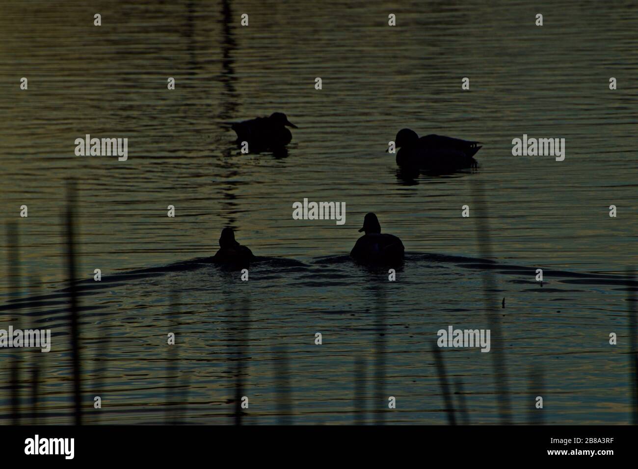 Mallard Ducks at Sunrise on Lindsey City Park Public Fishing Lake, Canyon, Texas. Stock Photo