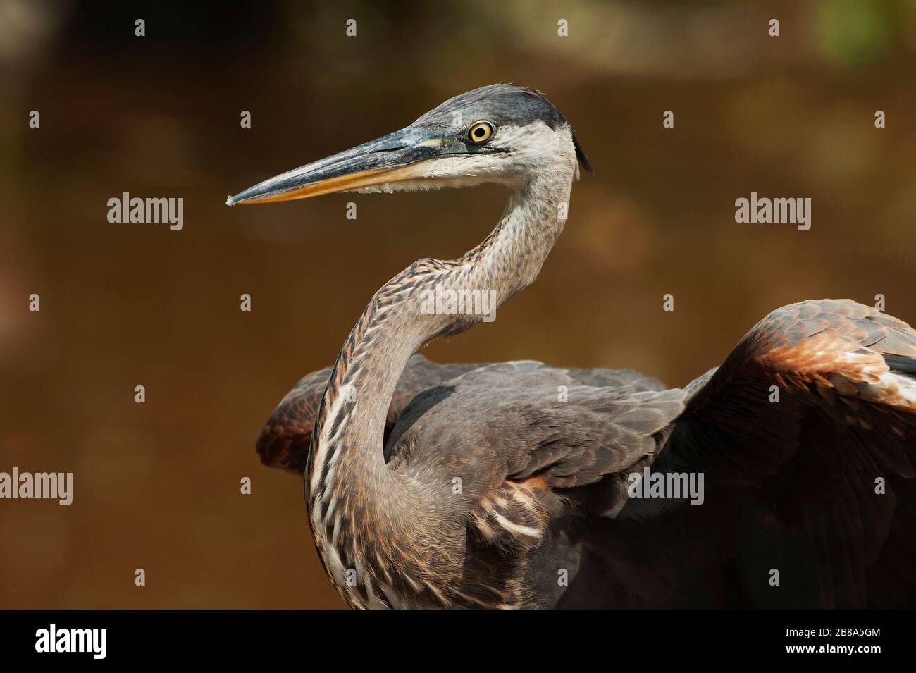 Blue heron close up hires stock photography and images Alamy