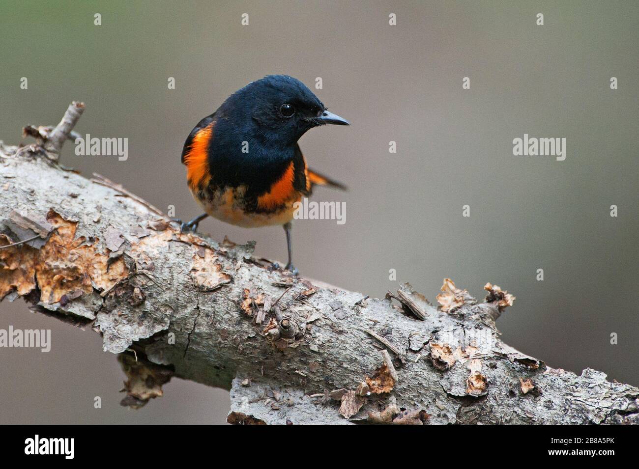 Redstart Migration American warblers hi-res stock photography and images - Alamy