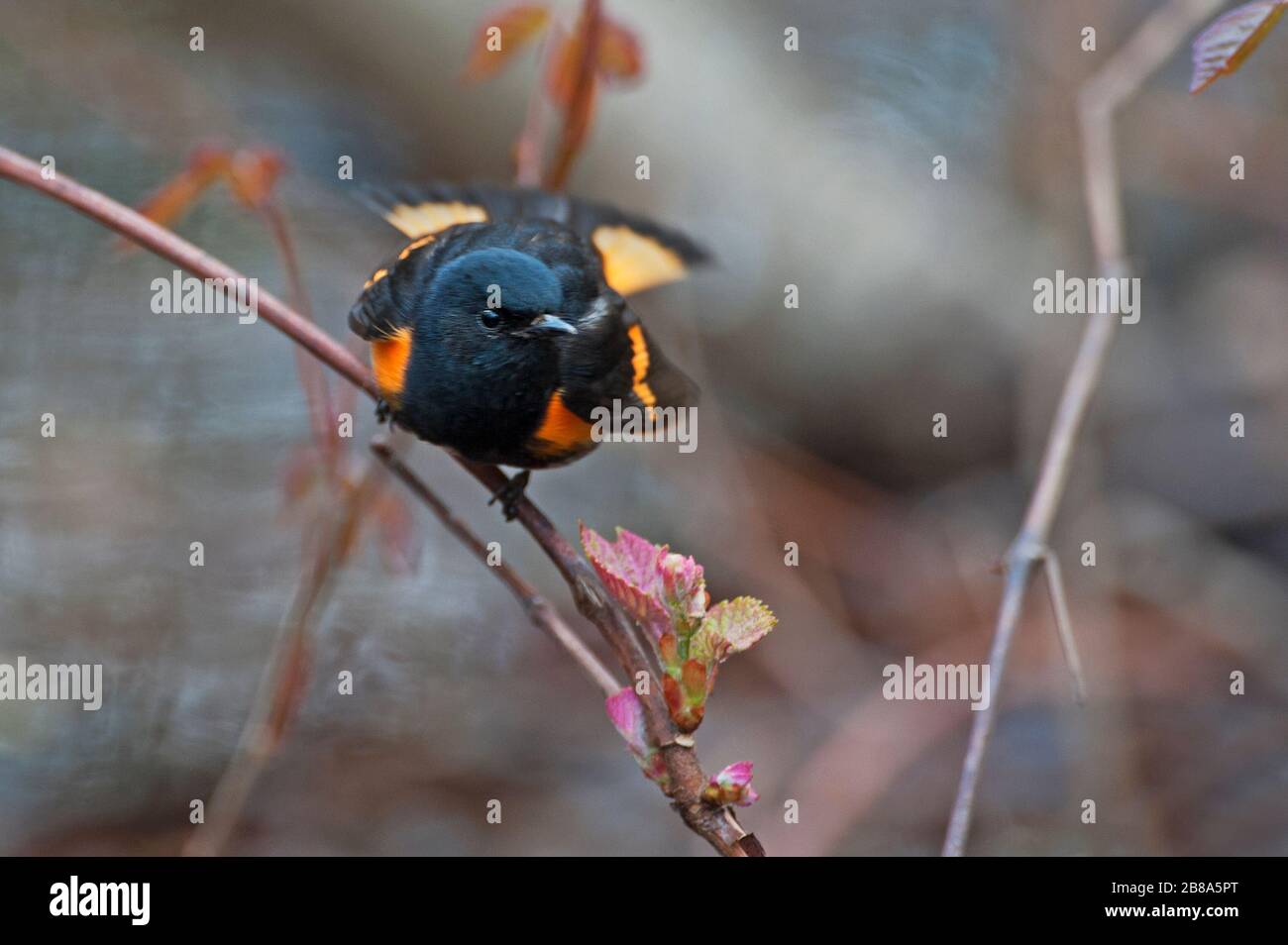 Redstart Migration American male hi-res stock photography and images - Alamy