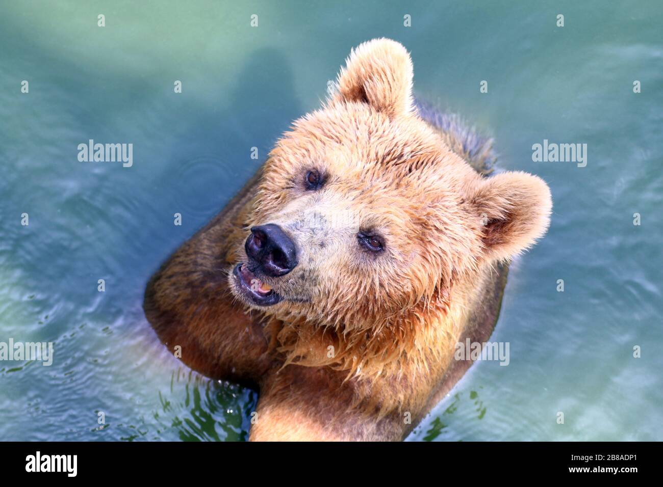 Bear, Grizzly Bear in Water, The Bear is a Fierce Animal, The Bear is Wildlife Stock Photo